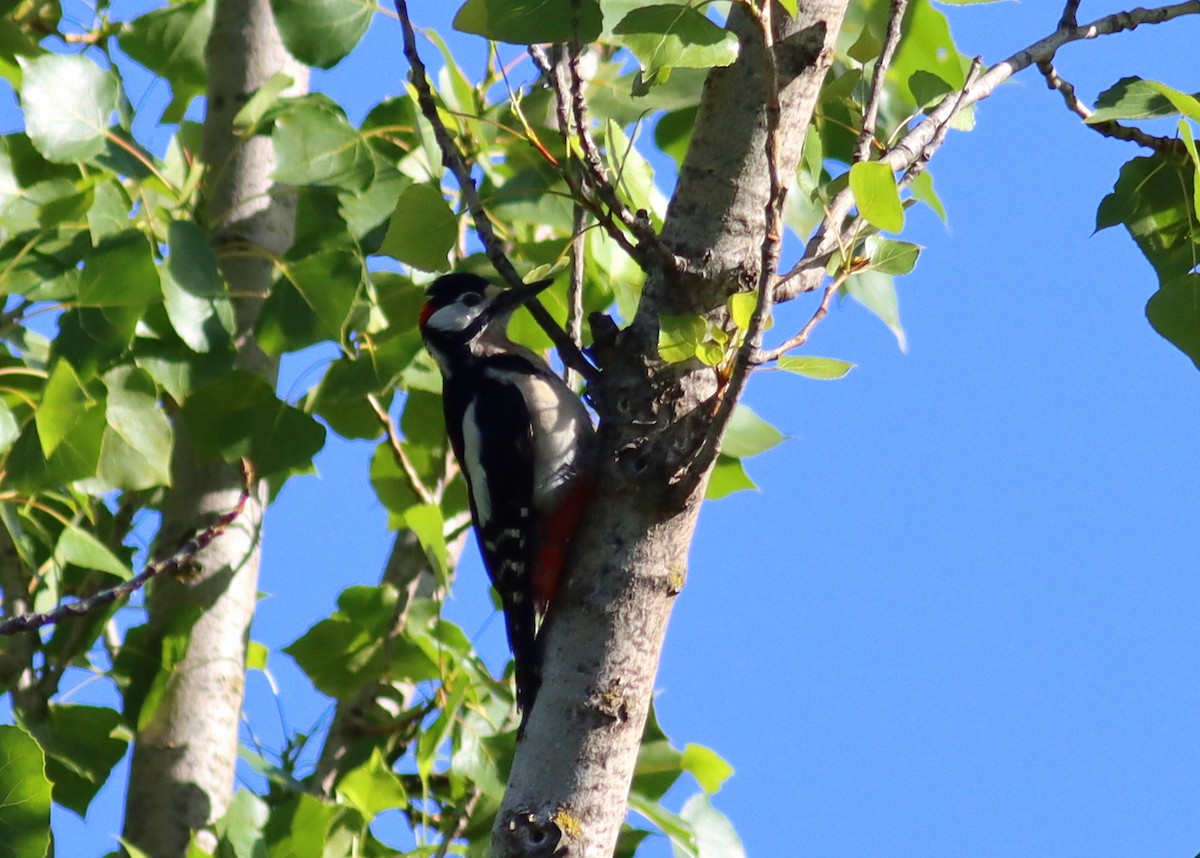 Great Spotted Woodpecker - ML619286940