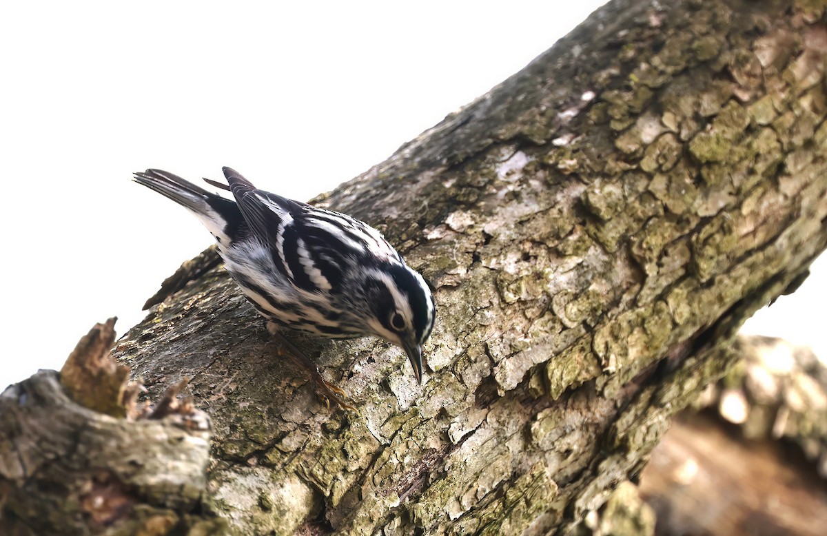 Black-and-white Warbler - ML619286981