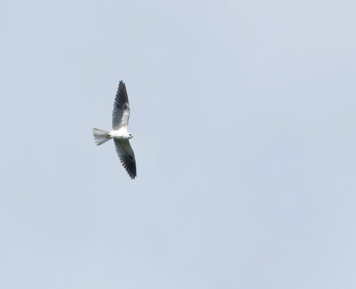 White-tailed Kite - ML619287079