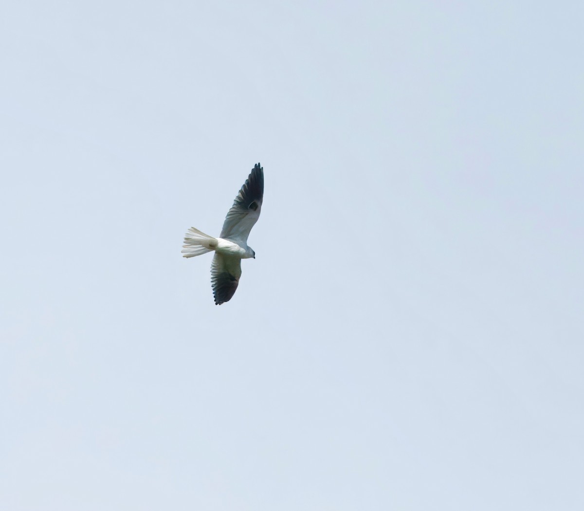 White-tailed Kite - ML619287080