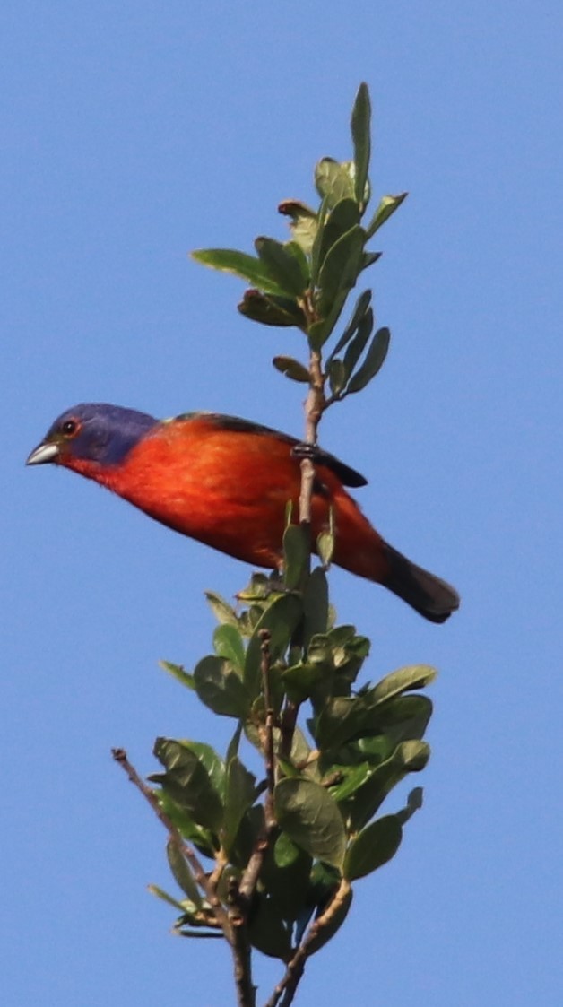Painted Bunting - ML619287106