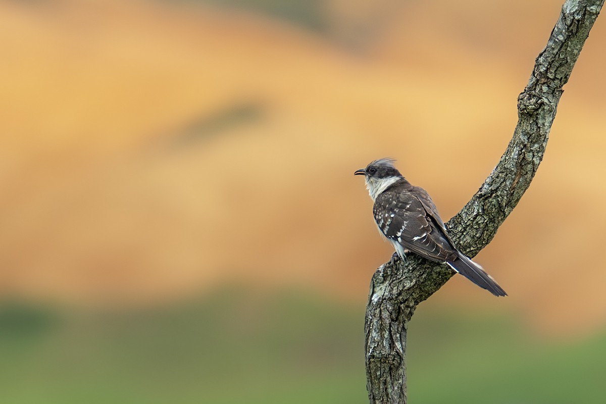 Great Spotted Cuckoo - ML619287124