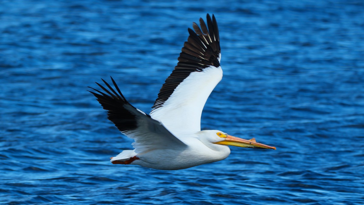 pelikán severoamerický - ML619287188
