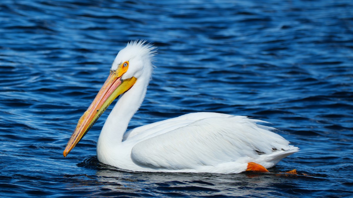 pelikán severoamerický - ML619287190