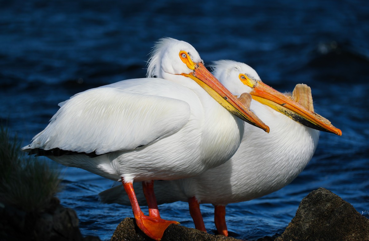 pelikán severoamerický - ML619287196