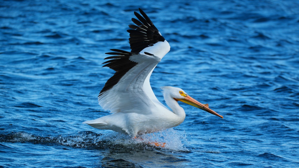 pelikán severoamerický - ML619287197