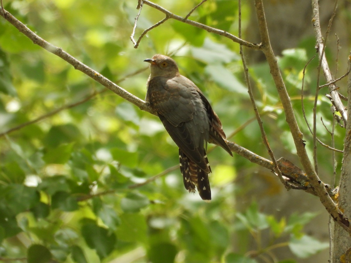 Common Cuckoo - ML619287219