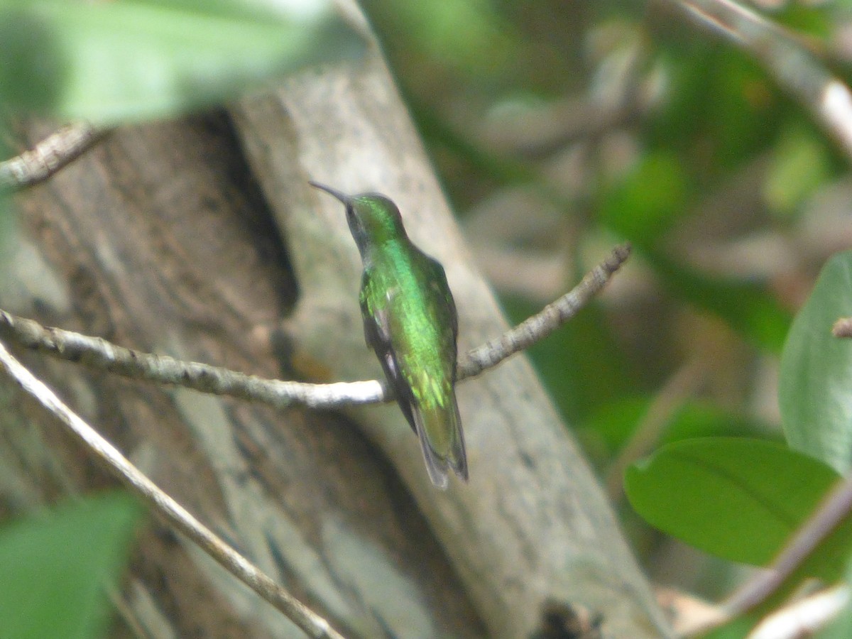 Mangrove Hummingbird - ML619287221