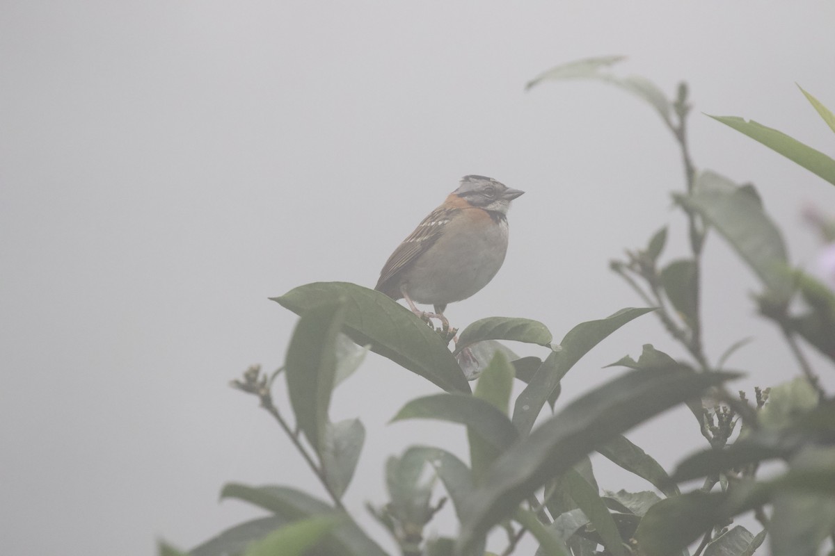 Rufous-collared Sparrow - ML619287248