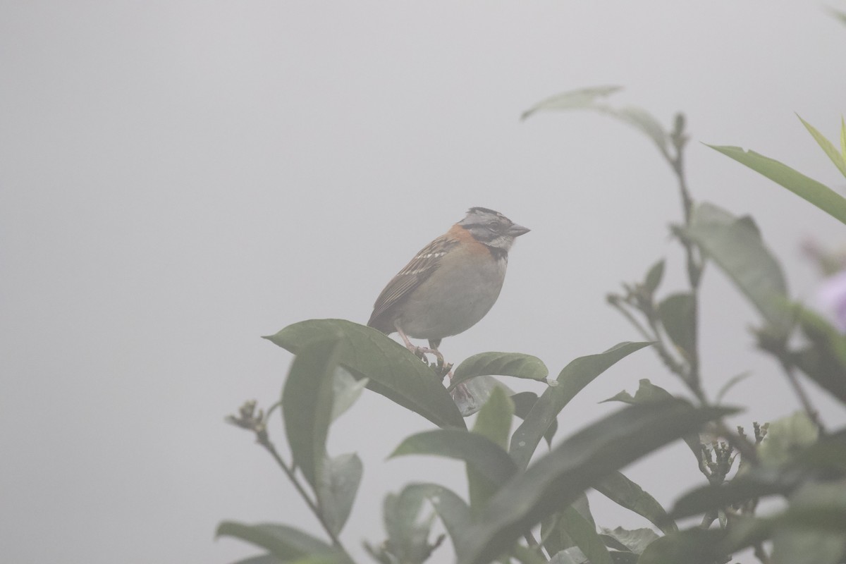 Rufous-collared Sparrow - ML619287249