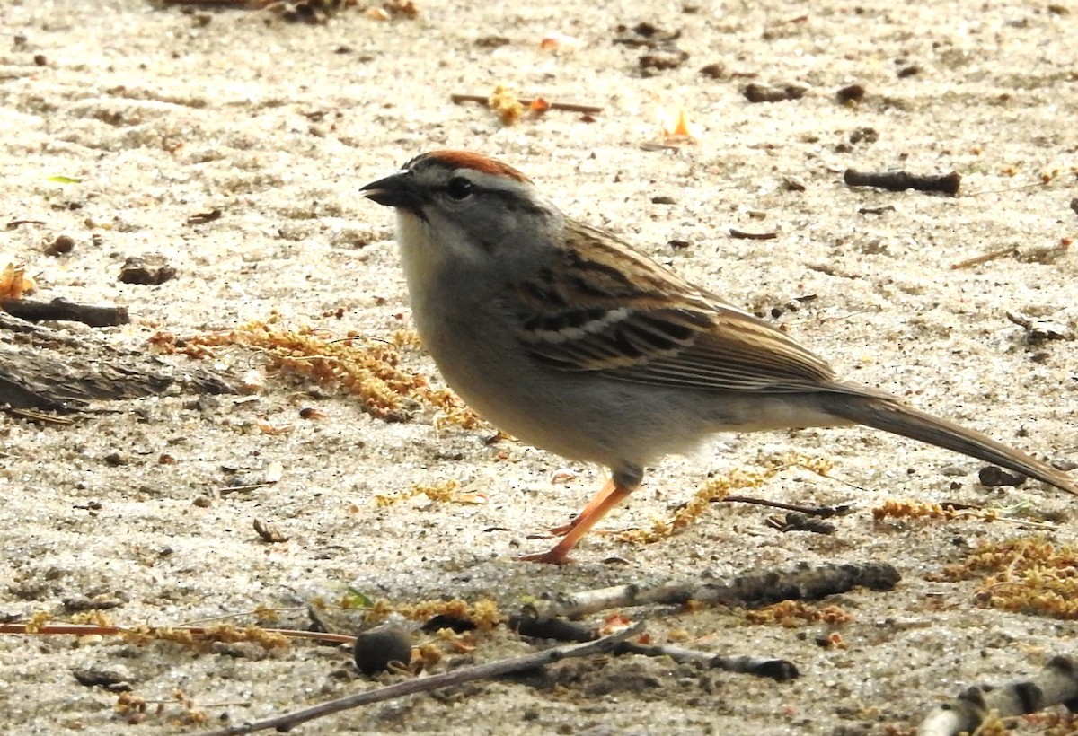Chipping Sparrow - ML619287271