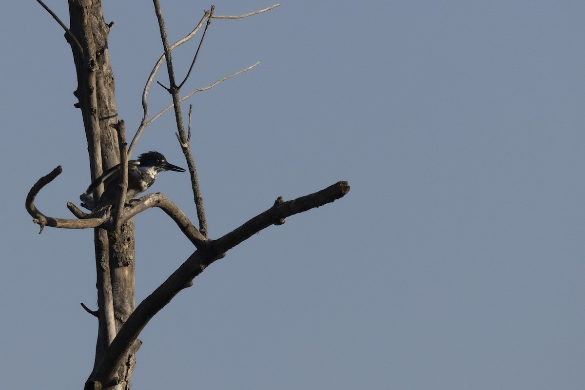 Belted Kingfisher - ML619287272