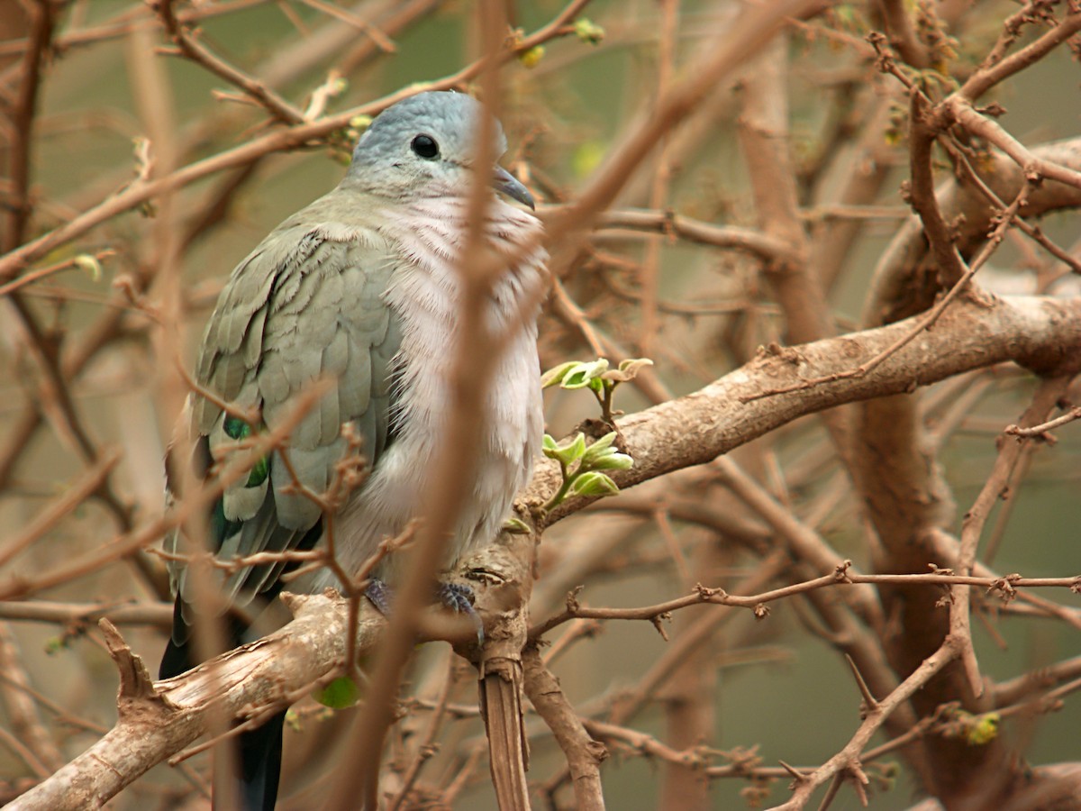Emerald-spotted Wood-Dove - ML619287273