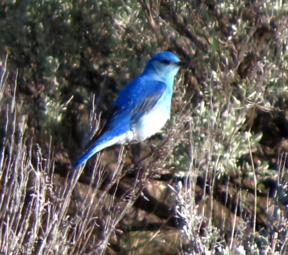 Mountain Bluebird - ML619287283