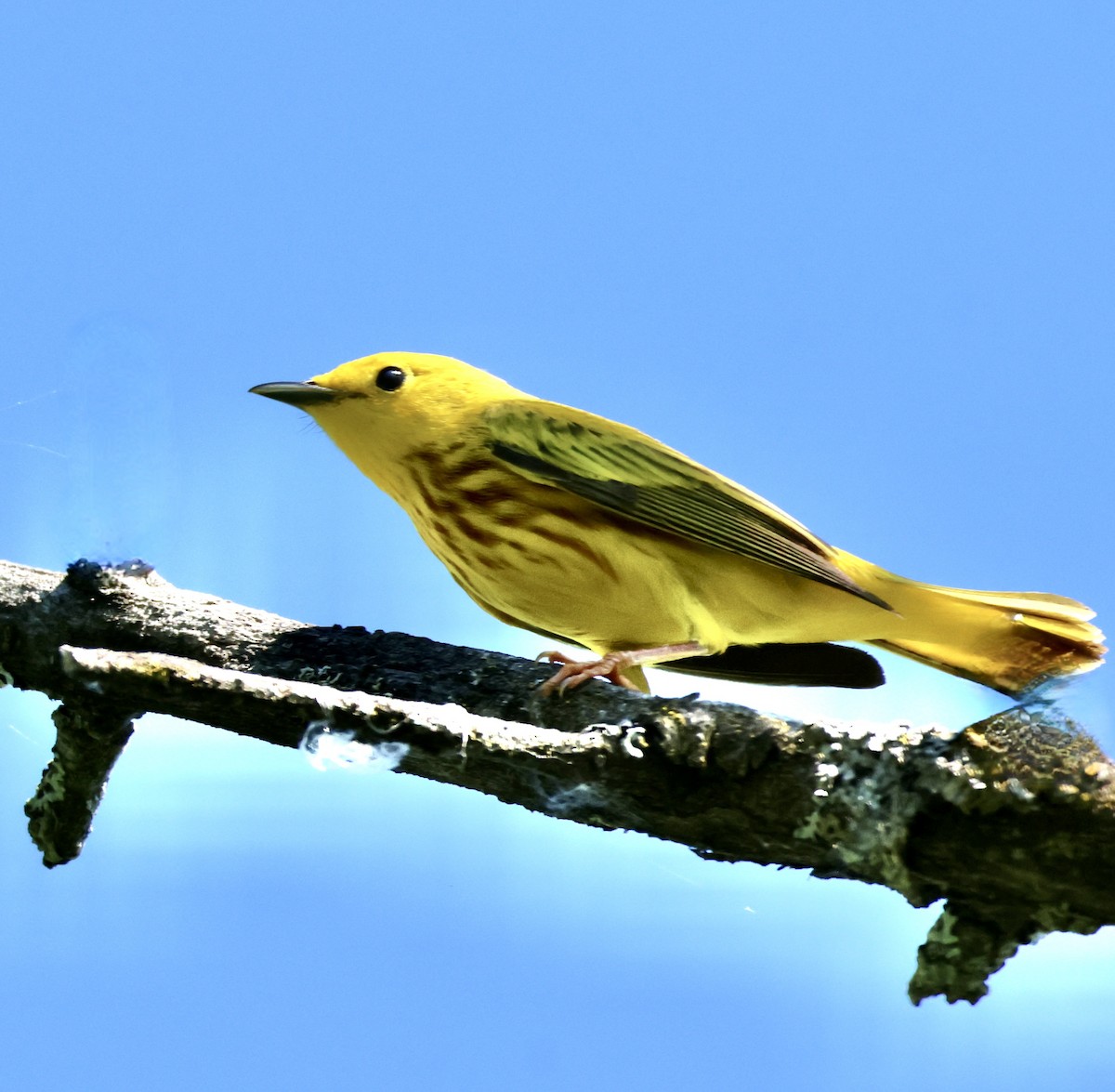 Yellow Warbler - ML619287323