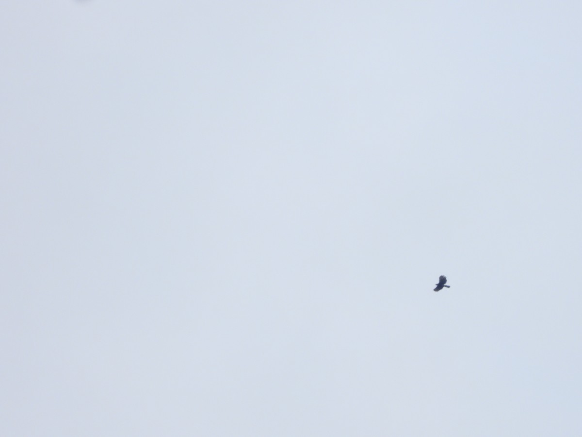 Чёрный хохлатый орёл - ML619287364
