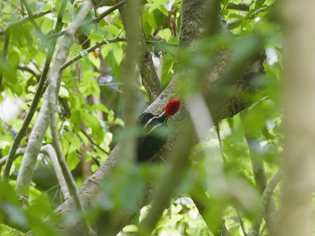 Pale-billed Woodpecker - ML619287407