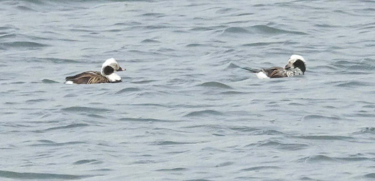 Long-tailed Duck - ML619287484