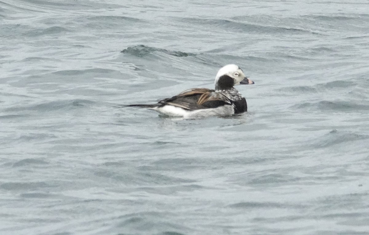 Long-tailed Duck - ML619287485