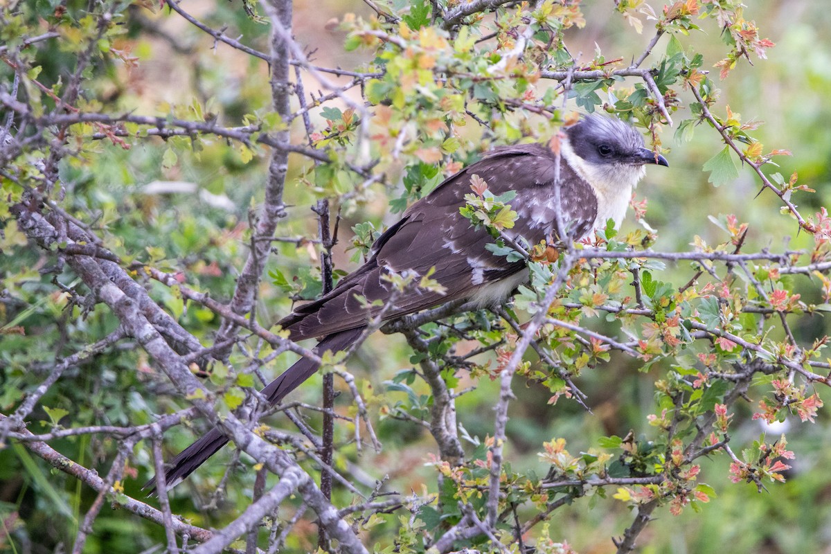 Great Spotted Cuckoo - ML619287493