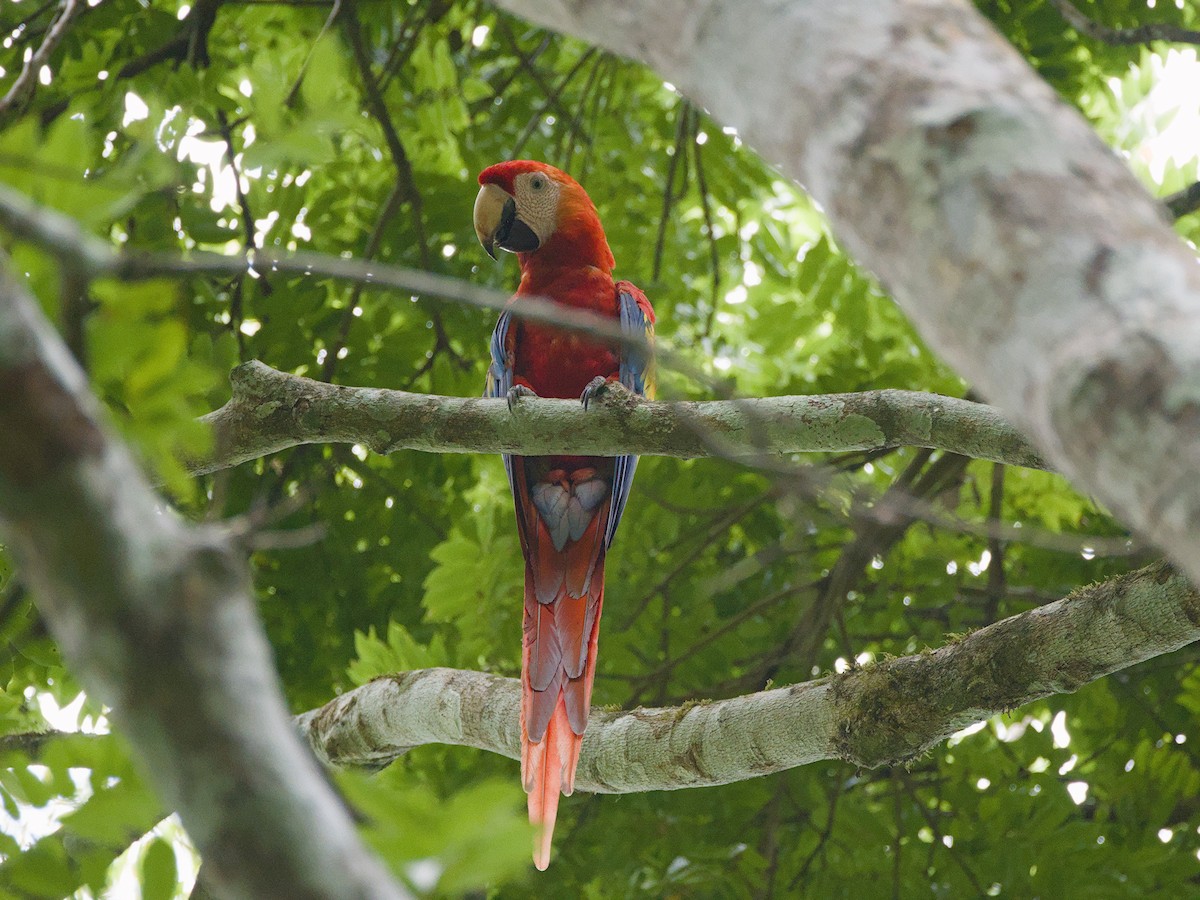 Scarlet Macaw - ML619287518