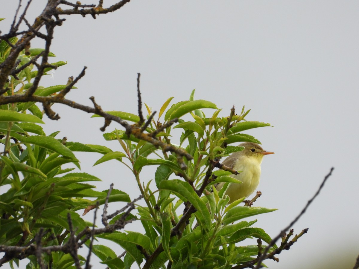Melodious Warbler - ML619287522