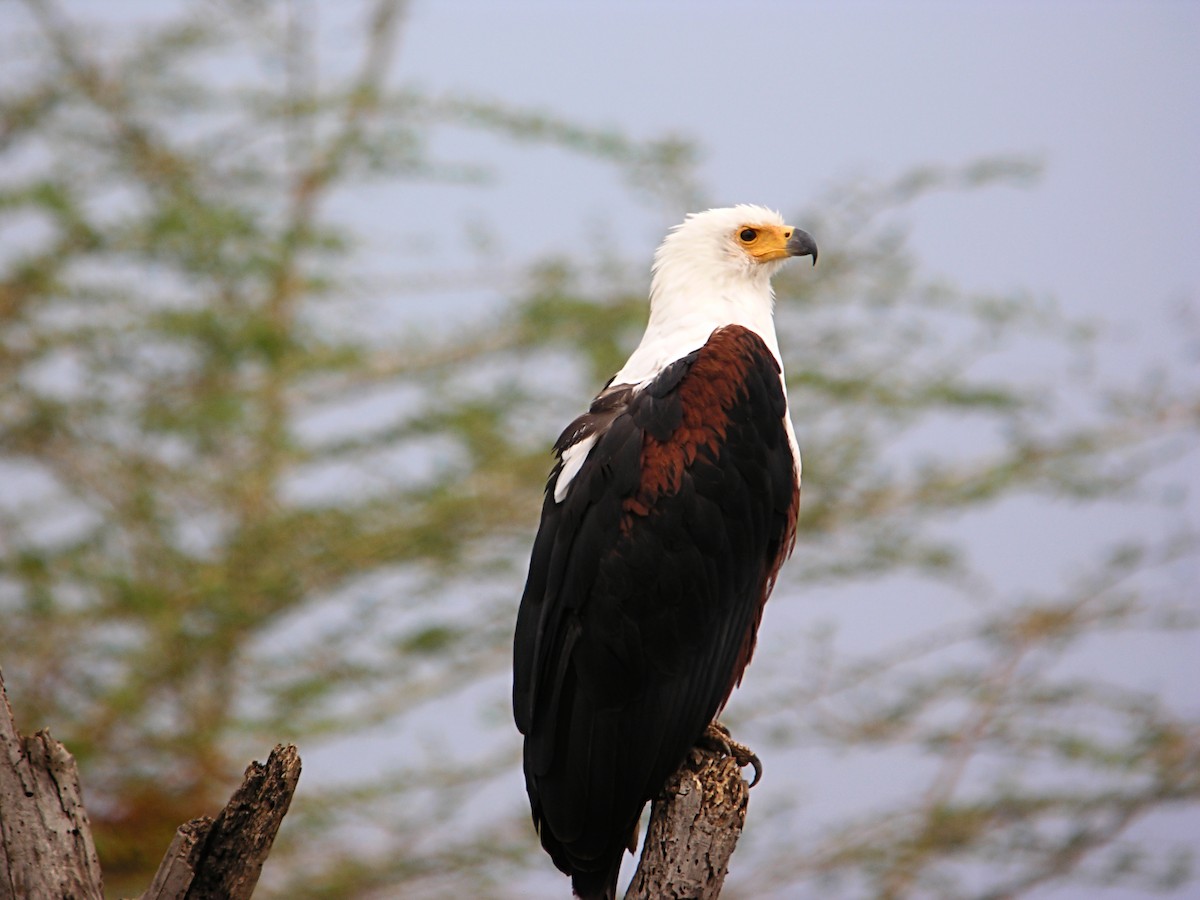 African Fish-Eagle - ML619287577