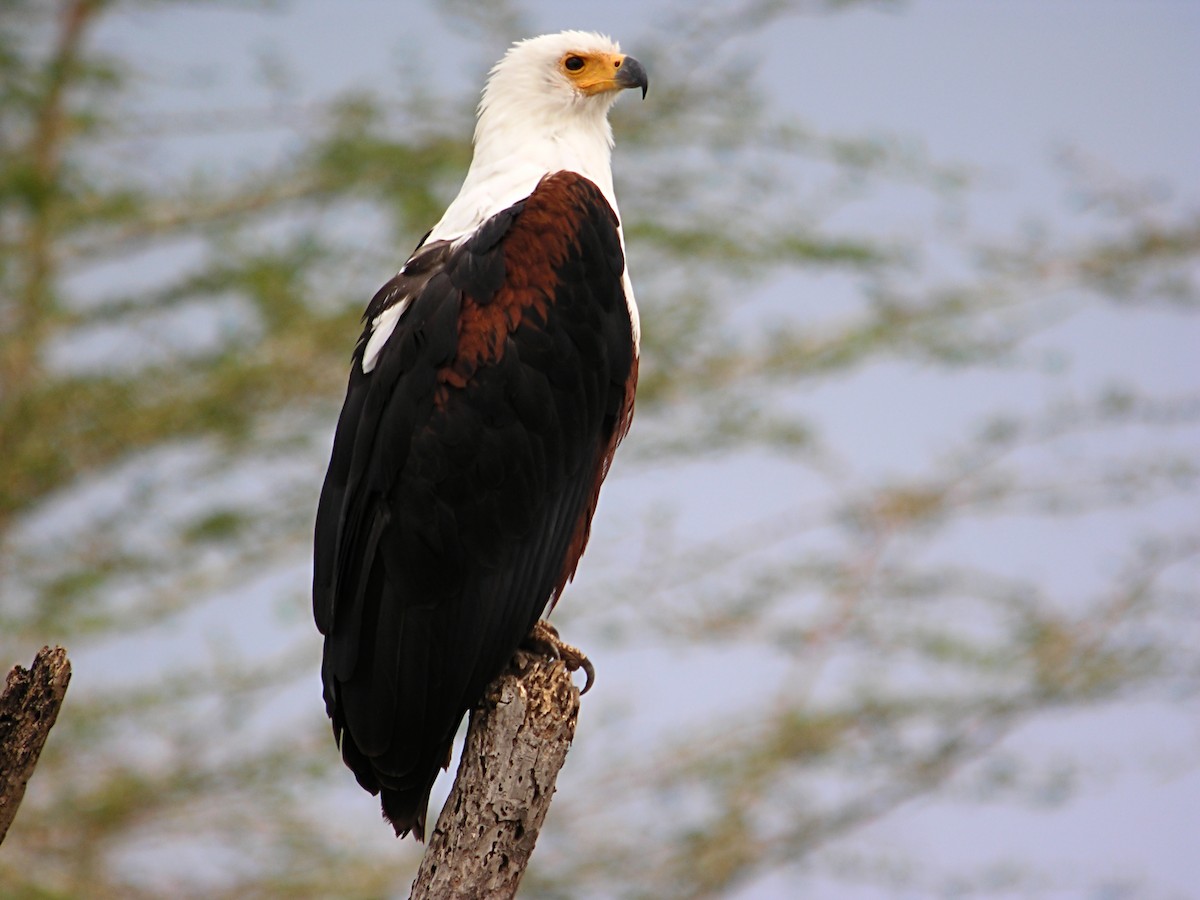 African Fish-Eagle - ML619287578