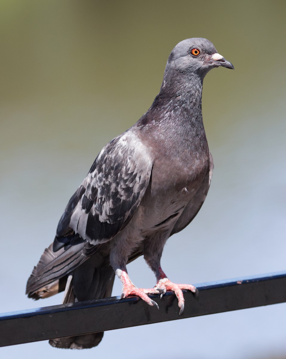 Rock Pigeon (Feral Pigeon) - ML619287596