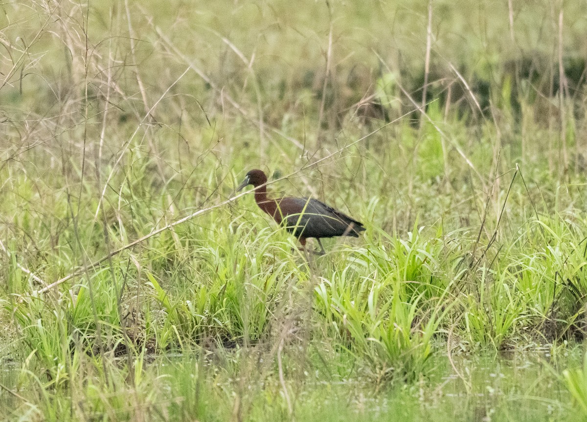 ibis hnědý - ML619287682