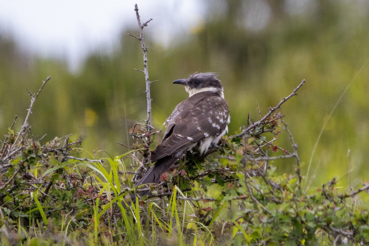 Great Spotted Cuckoo - ML619287689