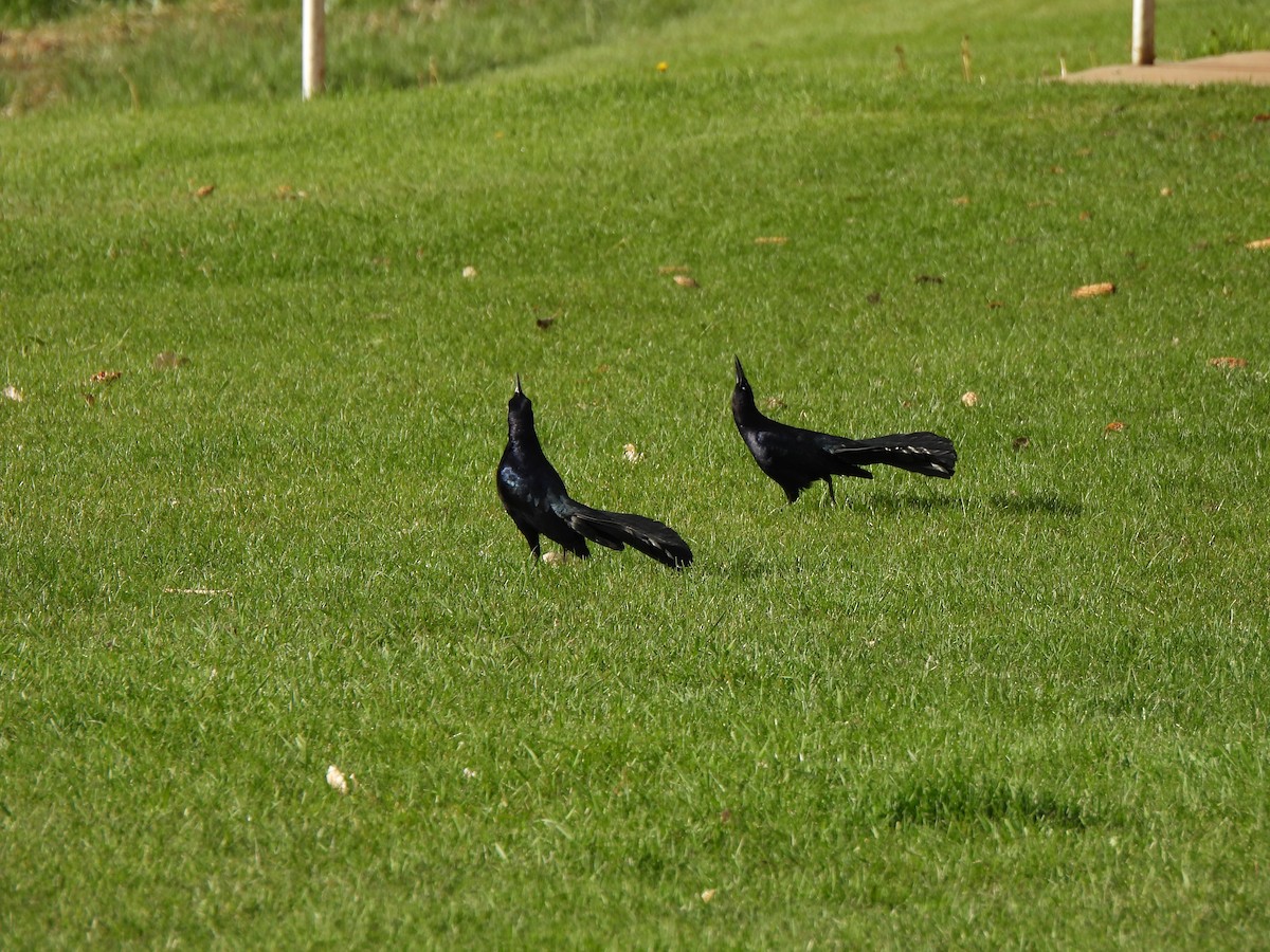 Great-tailed Grackle - ML619287694