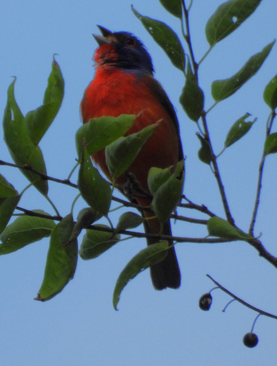 Painted Bunting - ML619287698