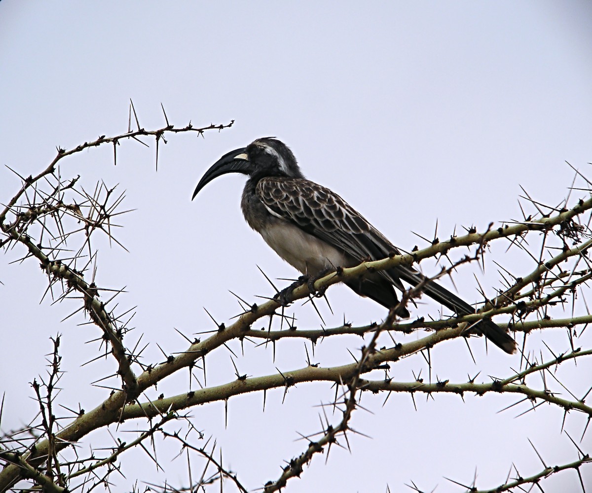 African Gray Hornbill - ML619287714