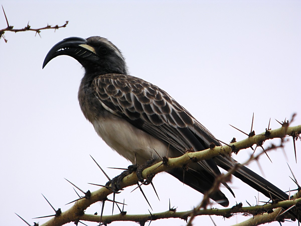 African Gray Hornbill - ML619287715