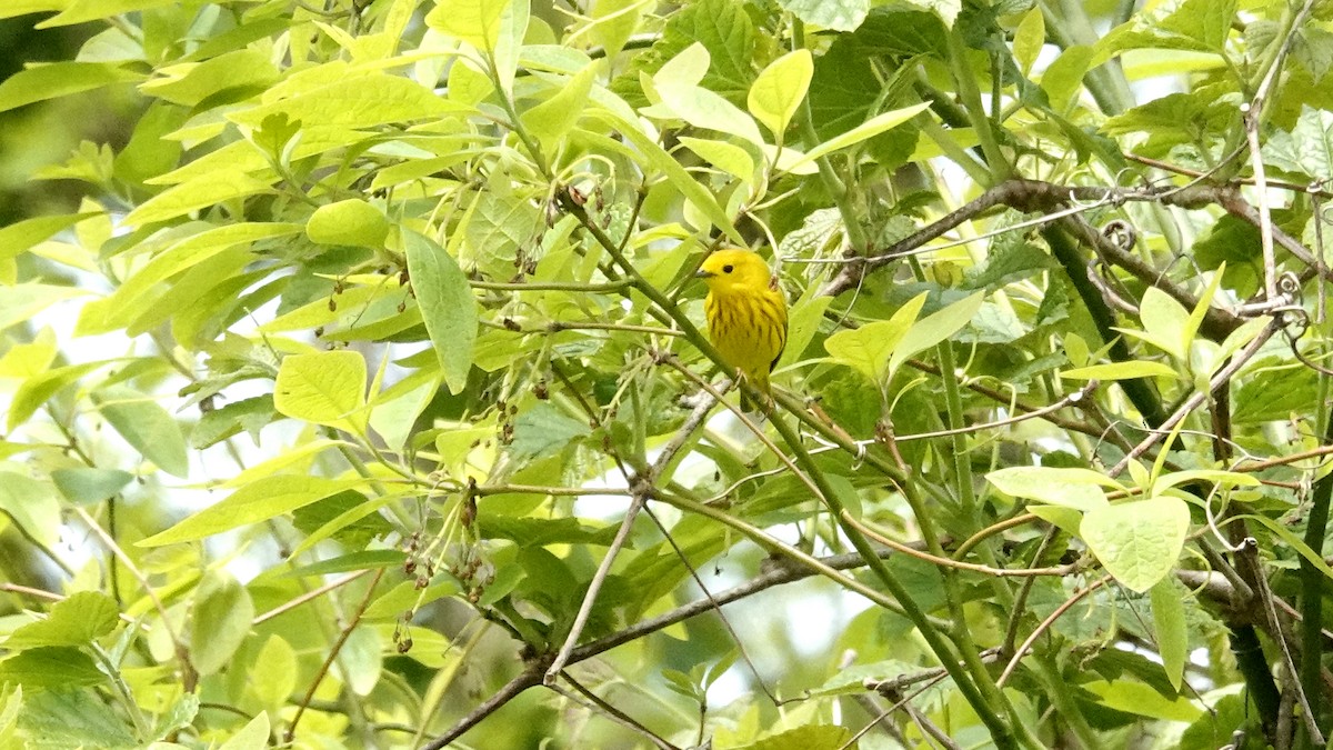 Yellow Warbler - ML619287732
