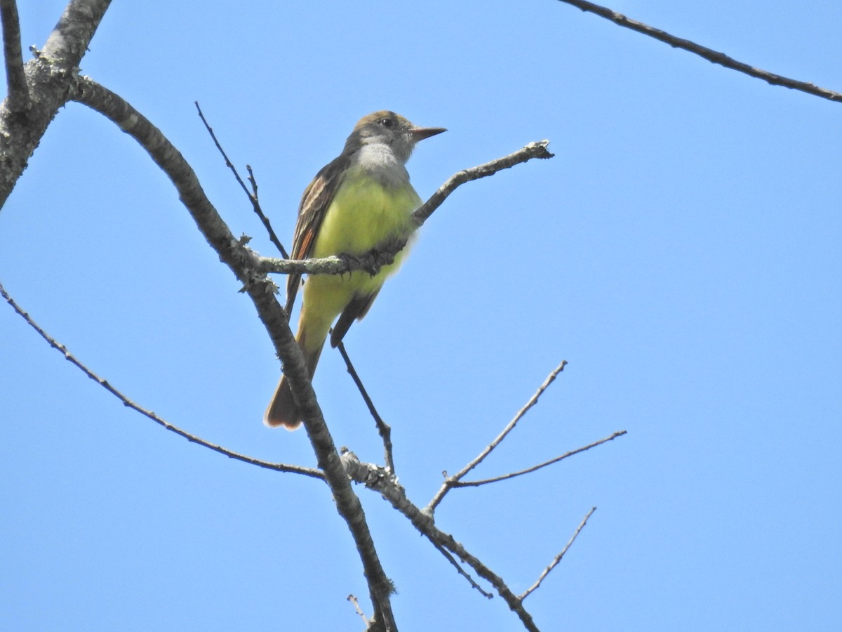 Great Crested Flycatcher - ML619287754