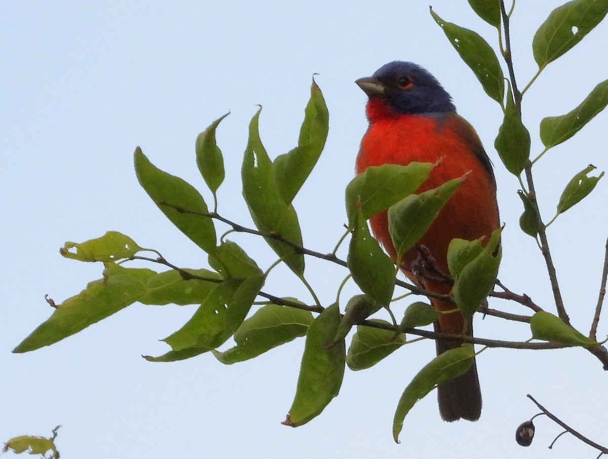 Painted Bunting - ML619287759