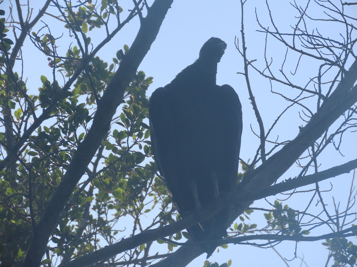 Black Vulture - ML619287798