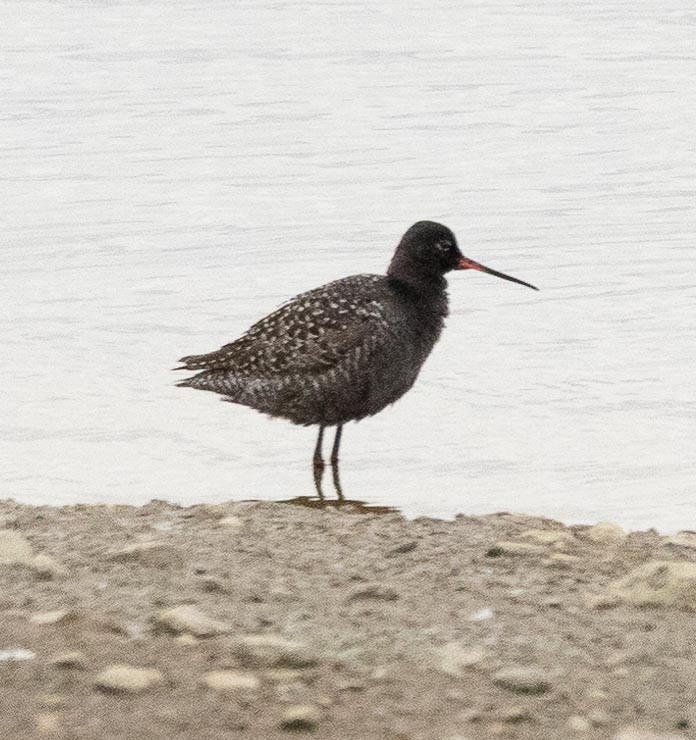 Spotted Redshank - ML619287856