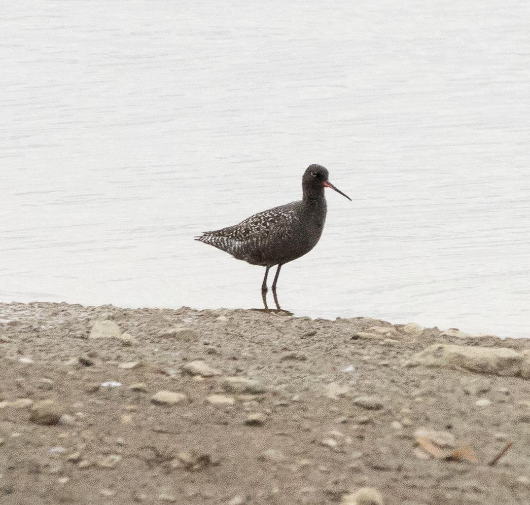 Spotted Redshank - ML619287857