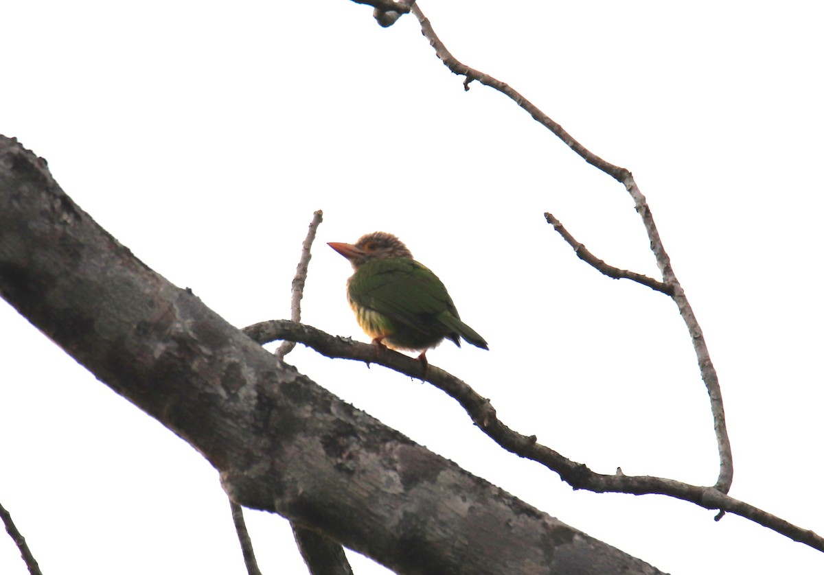 Lineated Barbet - ML619287873