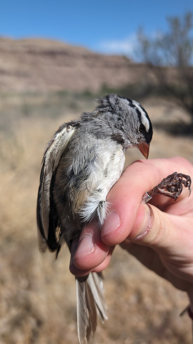 White-crowned Sparrow (oriantha) - ML619287931