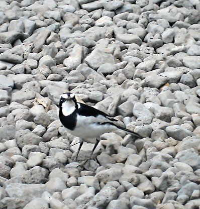 African Pied Wagtail - ML619287941