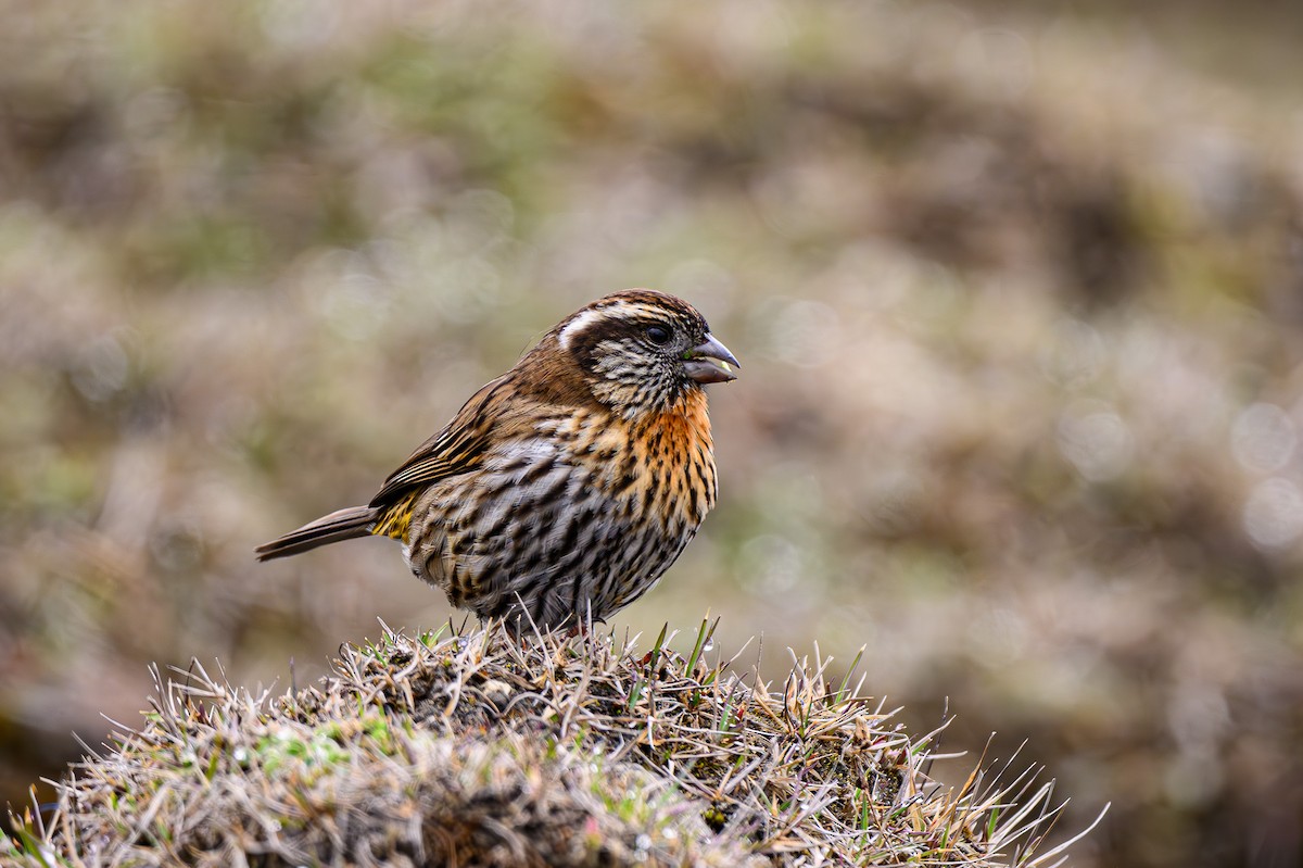 Rufous-breasted Accentor - ML619287945