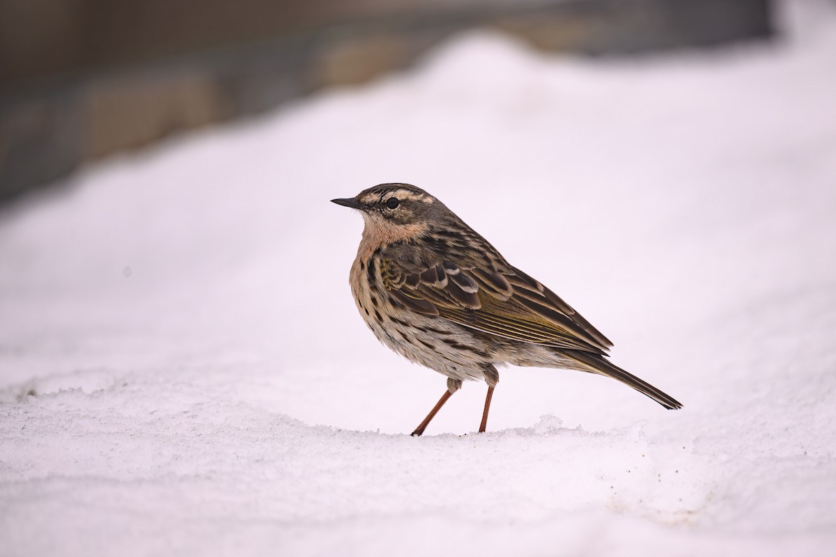 Rosy Pipit - ML619287953