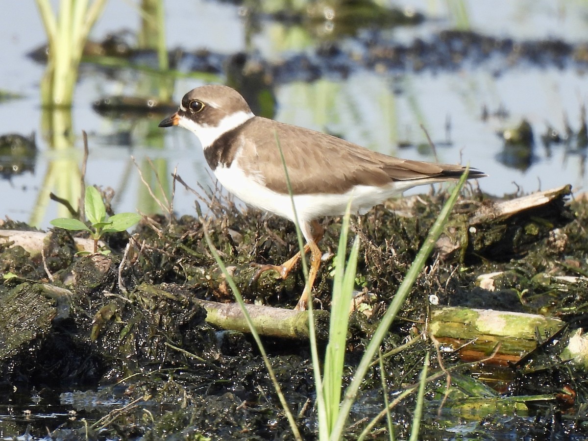 Semipalmated Plover - ML619287971