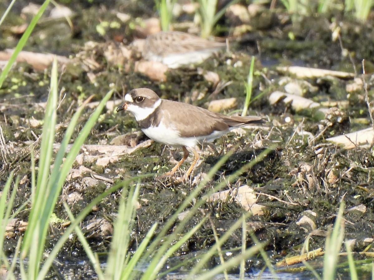 Semipalmated Plover - ML619287972
