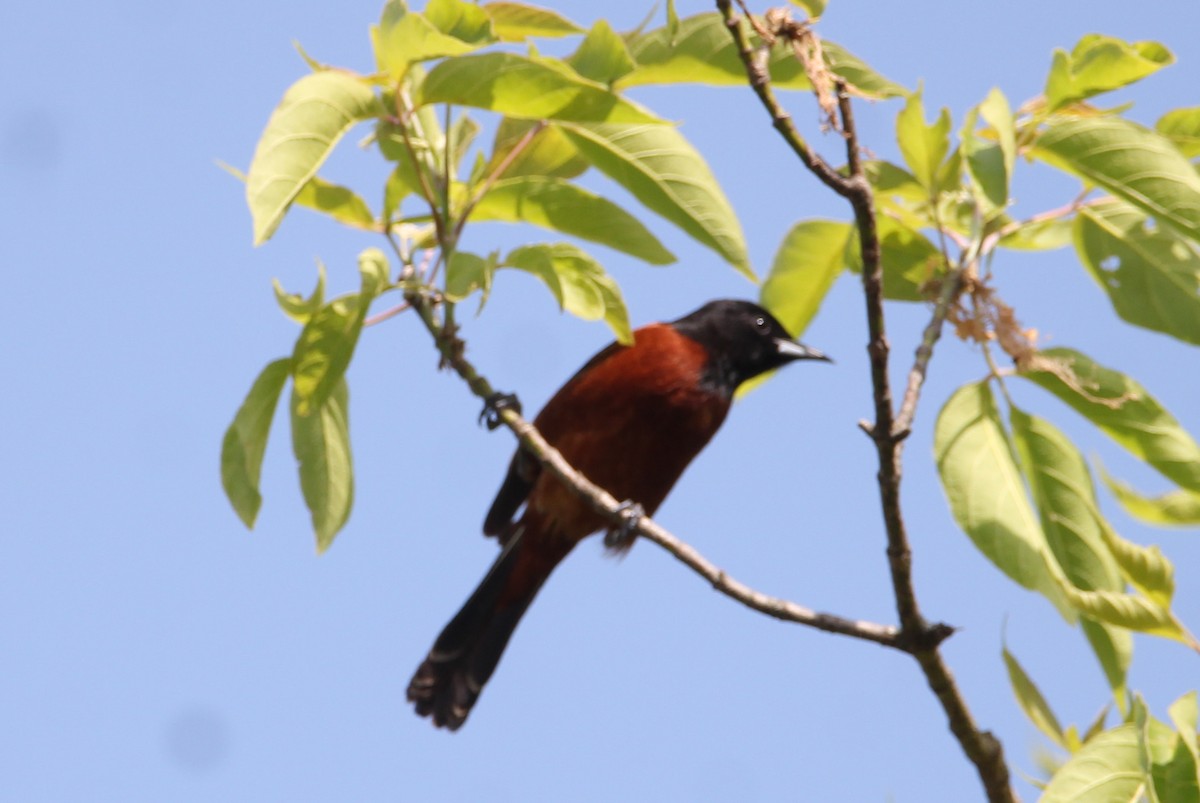 Orchard Oriole - ML619287980