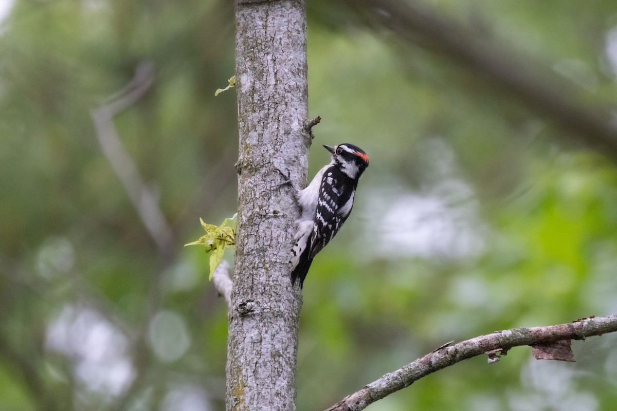 Downy Woodpecker - ML619288003
